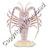 Tribal Caribbean Lobster
